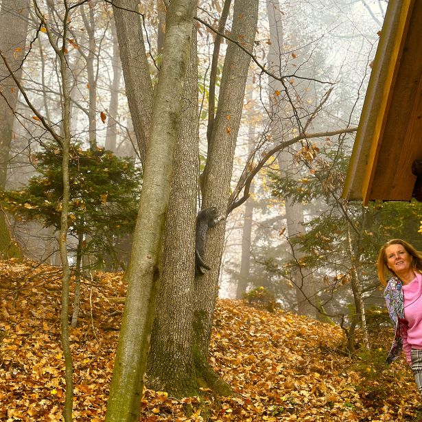 Waldbaden Bei Der Huette