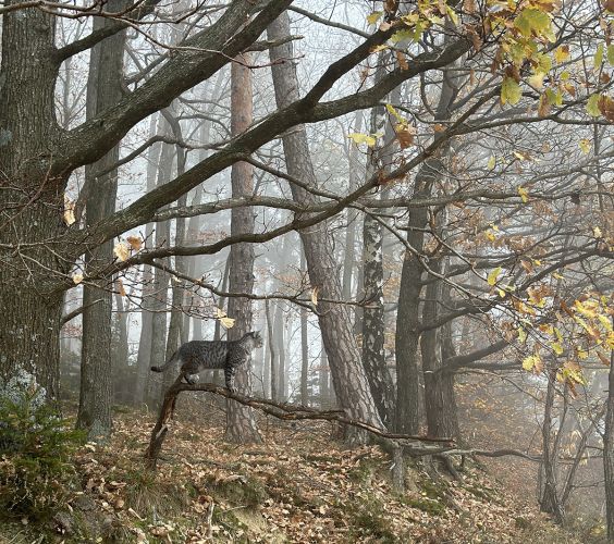 Viele alte Bäume – wie die Edelkastanie, die Linde, viele Buchen, Eichen, Föhren bieten wunderbare Energiequellen