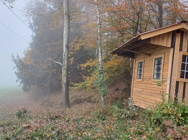 Stimmung Die Huette Im Alten Mischwald