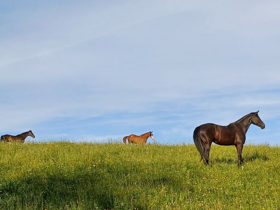 Pferde auf der Weide