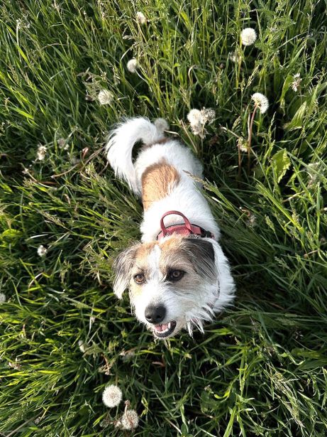 Hund Luna Im Blumenfeld